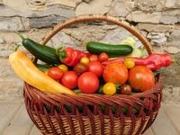 reiche Ernte an Tomaten, Paprika und Gurken